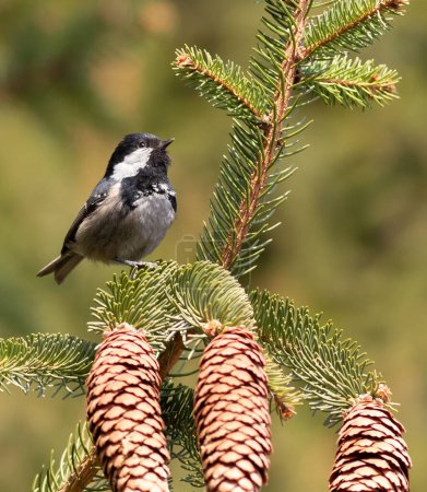Coal tit, Periparus ater. A small bird sits on a spruce branch near the cones
