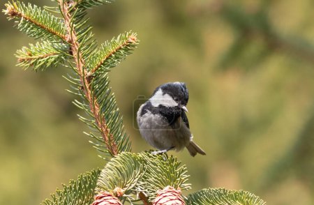 Coal tit, Periparus ater. A bird sits on a spruce branch near the pinecones and looks down