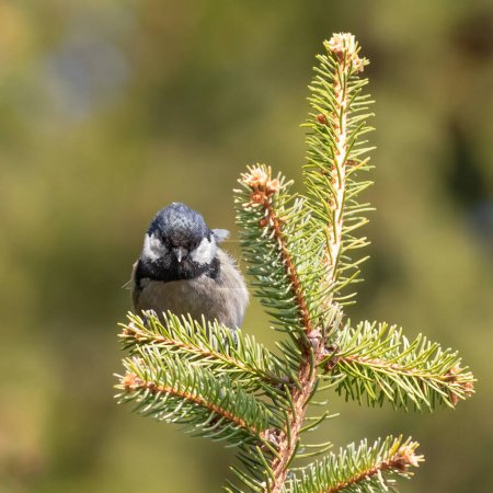 Coal tit, Periparus ater. A bird sits on a spruce branch on a blurred background