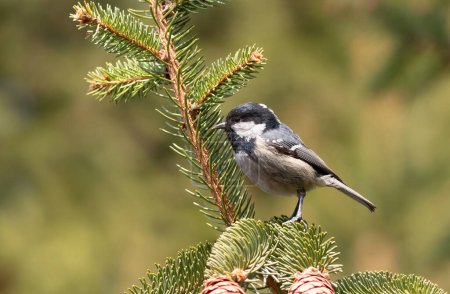Coal tit, Periparus ater. A bird looking for prey in the branches of a spruce tree.