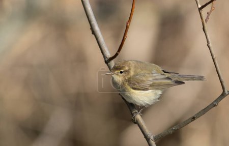 Photo for Common chiffchaff, Phylloscopus collybita. A bird sits on a tree branch - Royalty Free Image