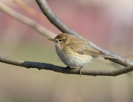 Photo for Common chiffchaff, Phylloscopus collybita. A bird sits on a tree branch - Royalty Free Image