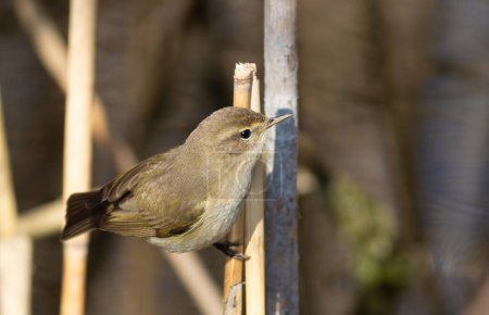 Common chiffchaff, Phylloscopus collybita. A bird searches for prey on reed stalks on the riverbank