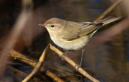 Photo for Common chiffchaff, Phylloscopus collybita. A bird searches for prey on reed stalks on the riverbank - Royalty Free Image