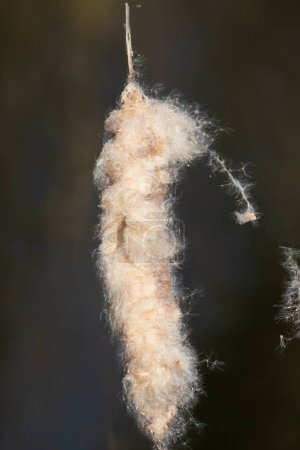 Cattail, Typha. Magnifico bovino o Typha latifolia en pleno período de siembra