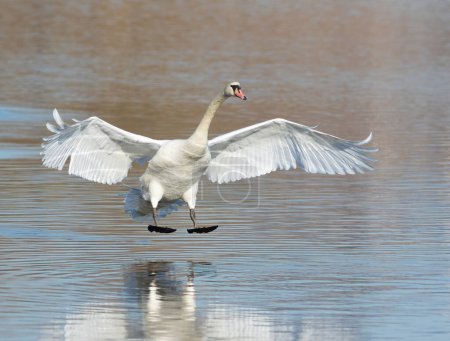 Mute swan, Cygnus olor. A bird makes a landing on the surface of the river