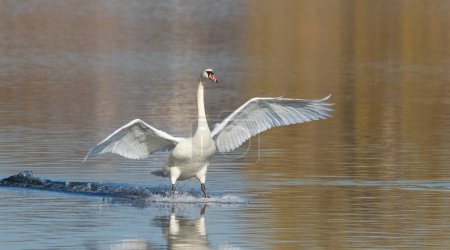 Cisne mudo, Cygnus olor. Un pájaro aterriza en la superficie del río