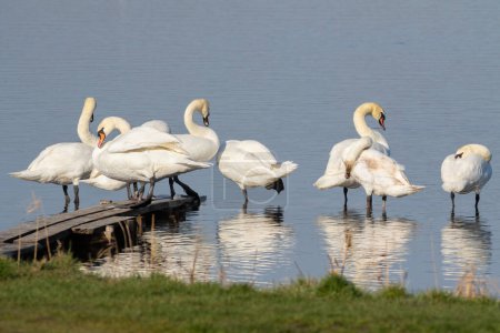 Mute swan, Cygnus olor. On a sunny morning, birds slumber on the river bank