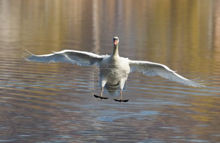 Mute swan, Cygnus olor. A bird makes a landing on the surface of the river