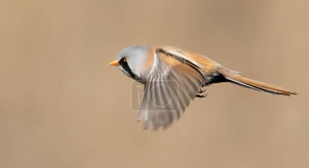 Bärtiger Riedling, Panurus biarmicus. Ein männlicher Vogel fliegt auf einem schönen flachen Hintergrund