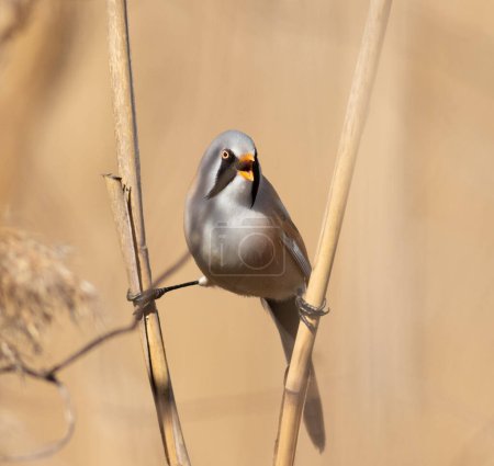 Bearded reedling, Panurus biarmicus. A male bird sits on twine on reed stalks by the river