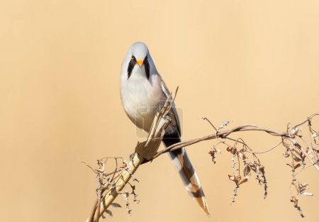 Bearded reedling, Panurus biarmicus. A male bird perched on a reed stalk on a flat background