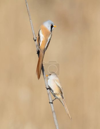Bearded reedling, Panurus biarmicus. A male and female sitting on a reed stalk on a riverbank