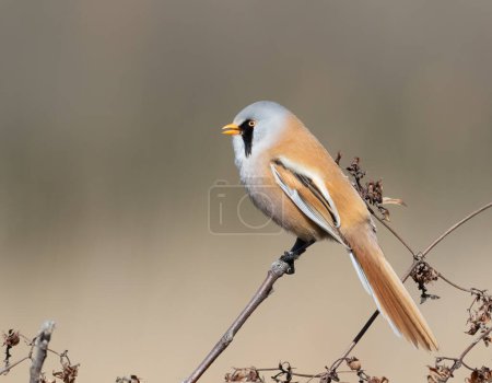 Bearded reedling, Panurus biarmicus. The male calls, sitting on a branch