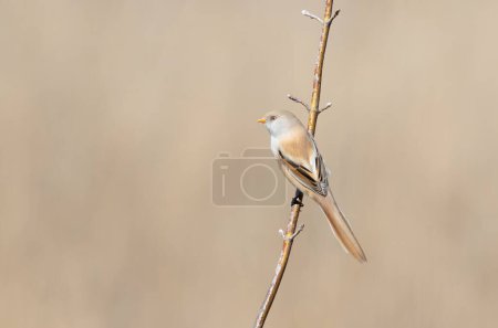 Bearded reedling, Panurus biarmicus. On a sunny morning, a female sits on the branch of a plant
