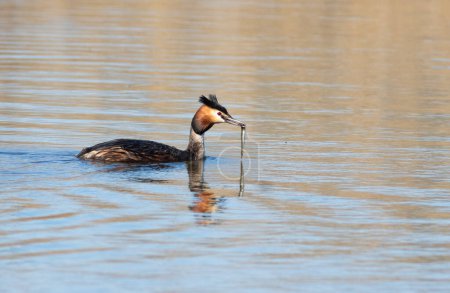 Great crested grebe, Podiceps cristatus. A bird catches a fish and swims down the river