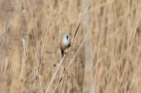 Bearded reedling, Panurus biarmicus. A male sits in a reed thicket on the riverbank