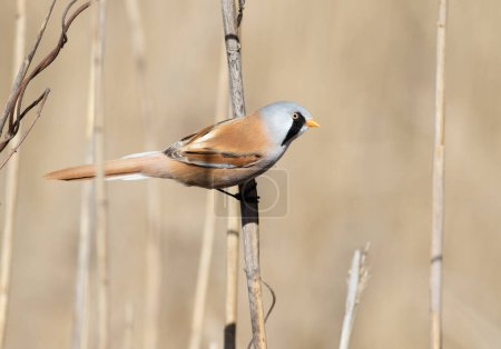Bearded reedling, Panurus biarmicus. A male bird sitting on a reed stalk, shot in close-up