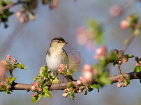 Willow warbler, Phylloscopus trochilus. Spring morning, a bird sits on the branch of a flowering tree
