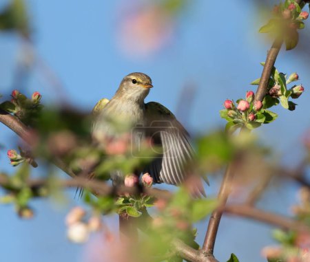 Willow warbler, Phylloscopus trochilus. A bird sits on the branch of a tree, spreading its wings