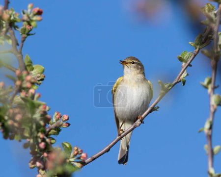 Willow warbler, Phylloscopus trochilus. Spring morning, a bird sings sitting on a flowering tree.