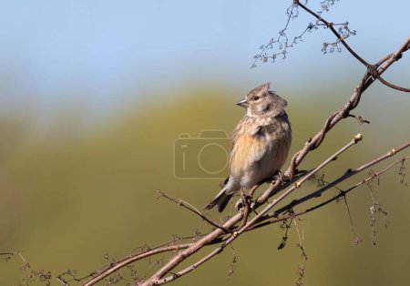 Common linnet, Linaria cannabina. A female bird sits on a branch, her feathers ruffled by the wind