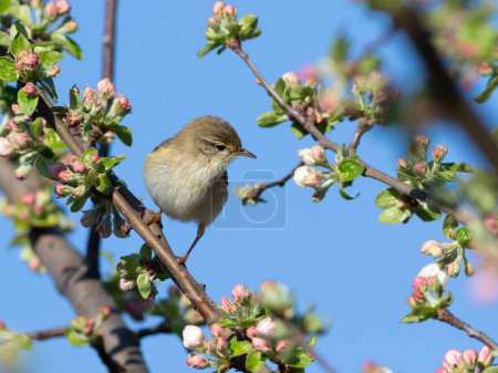 Willow warbler, Phylloscopus trochilus. A bird sits on the branch of a blossoming apple tree.