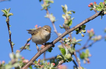 Willow warbler, Phylloscopus trochilus. A bird sits on the branch of a blossoming apple tree.