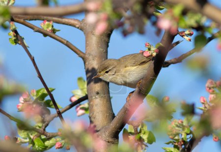Willow warbler, Phylloscopus trochilus. Spring, a bird sits on the branch of a blossoming tree