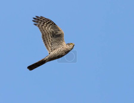 Gavilán euroasiático, Accipiter nisus. Un macho joven vuela contra un cielo azul.
