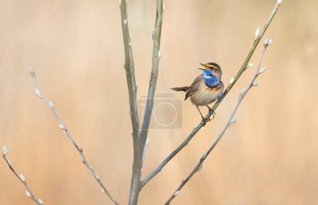 Bluethroat, Luscinia svecica. A singing male bird sits on the branch of a young tree