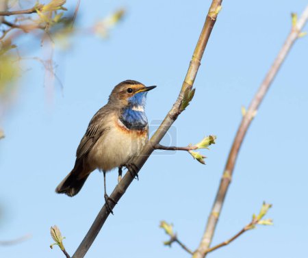 Bluethroat, Luscinia svecica. A bird sits on a branch on a riverbank