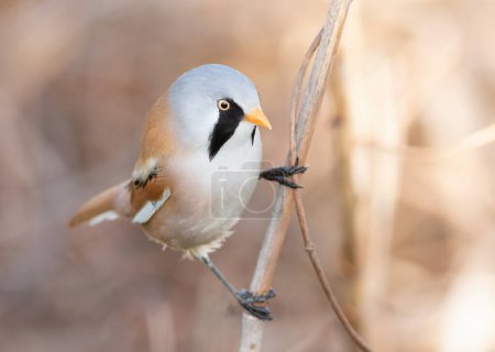Bearded reedling, Panurus biarmicus. A male bird sits on a reed stalk on a riverbank