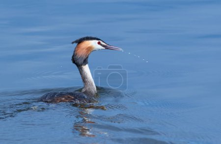 Great crested grebe, Podiceps cristatus. A bird dives for its prey and swims down the river