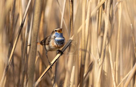 Bluethroat, Luscinia svecica. A singing bird sits in a reed thicket on a riverbank