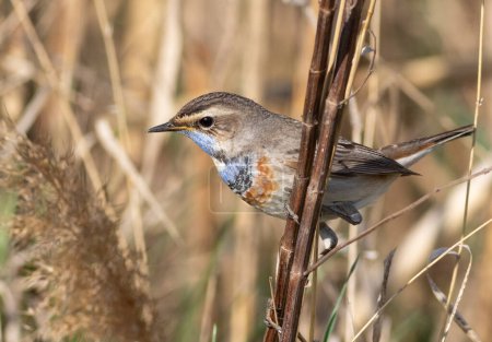 Bluethroat, Luscinia svecica. A male bird sits in a reed thicket on a riverbank