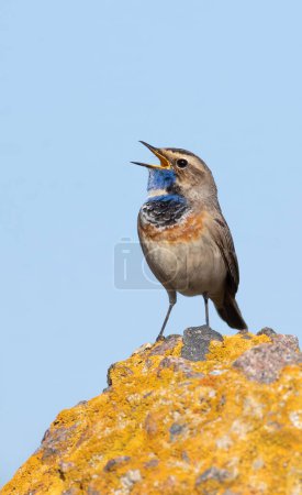 Blaukehlchen, Luscinia svecica. Ein männlicher Vogel sitzt auf einem schönen Felsen und singt