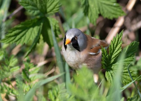Bearded reedling, Panurus biarmicus. A bird sits on the stem of a plant on a riverbank