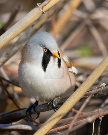 Bearded reedling, Panurus biarmicus. A male bird sits in a reed thicket on a riverbank