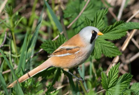 Bearded reedling, Panurus biarmicus. A bird sits on the stem of a plant on a riverbank