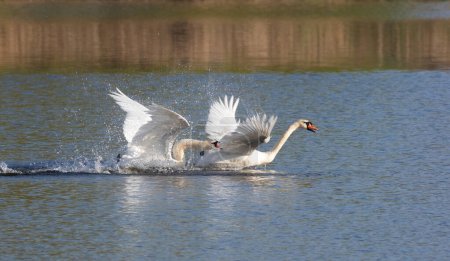 Mute swan, Cygnus olor. One bird has grabbed the tail of another bird and won't let it escape