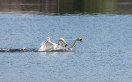 Mute swan, Cygnus olor. One bird climbs on another bird's back and tries to drown it.