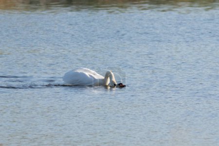 Mute swan, Cygnus olor. One bird climbs on another bird's back and tries to drown it