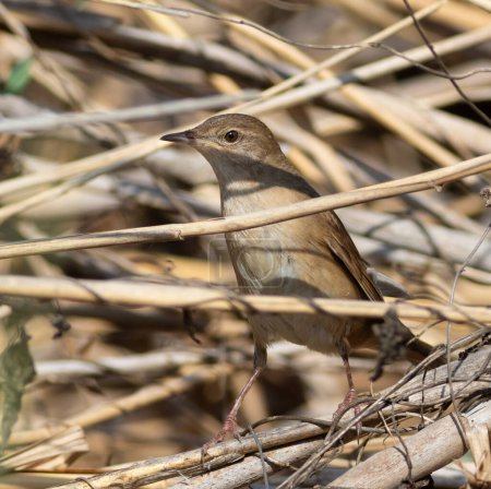 Savi-Grasmücke, Locustella luscinioides Ein frühmorgendlicher Vogel sitzt auf einem Schilfstiel am Flussufer