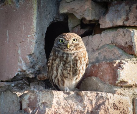 Steinkauz, Athene noctua. Ein ausgewachsener Vogel sitzt auf einer Ziegelmauer neben dem Nest und blickt in die Linse