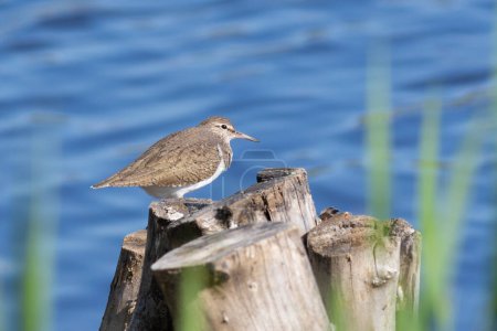 Bécasseau commun, Actitis hypoleucos. Un oiseau est assis sur un poteau de bois sur la rive de la rivière