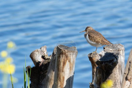 Bécasseau commun, Actitis hypoleucos. Un oiseau est assis sur un poteau de bois d'un pont de pêche sur la rive de la rivière.