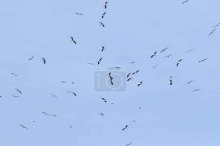 White stork, Ciconia ciconia. A large flock of birds fly in circles in the sky above the river
