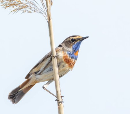 Bluethroat, Luscinia svecica. Male bird sitting on a reed stalk, white background, isolated