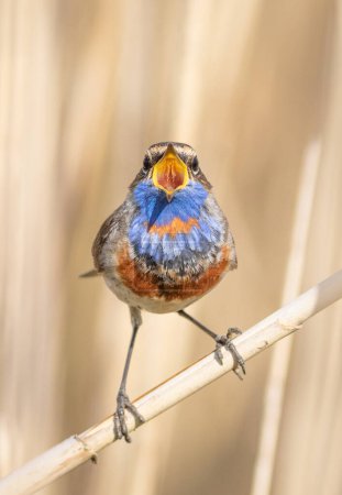 Bluethroat, Luscinia svecica. A male bird looks into the lens and sings while sitting in the reeds on the river bank. Close-up of a bird